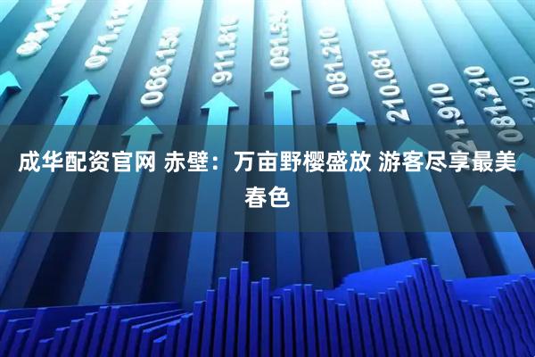 成华配资官网 赤壁：万亩野樱盛放 游客尽享最美春色